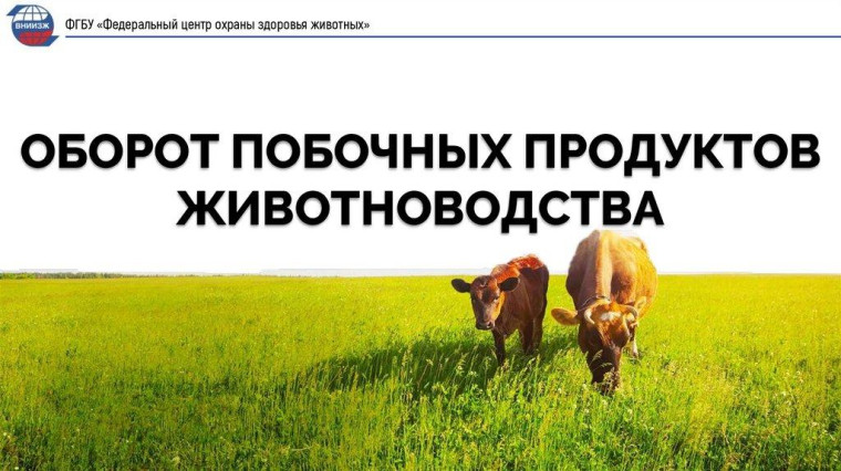 Оборот побочных продуктов животноводства. Оборот побочных продуктов животноводства.
