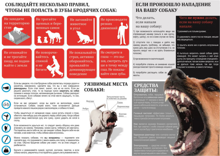 Памятка о поведении при встрече с агрессивной собакой.